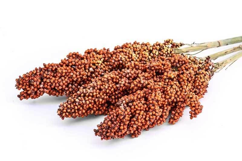 Picture for Sipping Sorghum: Sorghum in Drinks