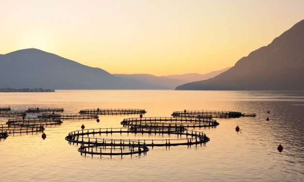 <span class="entry-title-primary">Raise Your AQ IQ</span> <span class="entry-subtitle">A list of aquaculture terms to help you and your staff to better understand the industry</span>