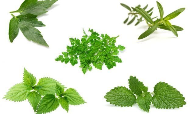 <span class="entry-title-primary">5 Herbs to Watch</span> <span class="entry-subtitle">Embracing new herbs creates differentiating menu experiences</span>