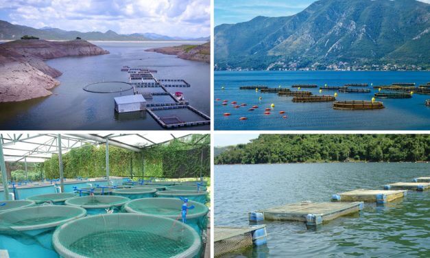 <span class="entry-title-primary">Sustainable Seafood: An Ambassador for Change</span> <span class="entry-subtitle">Modern aquaculture offers a clear pathway towards a healthy population and planet </span>