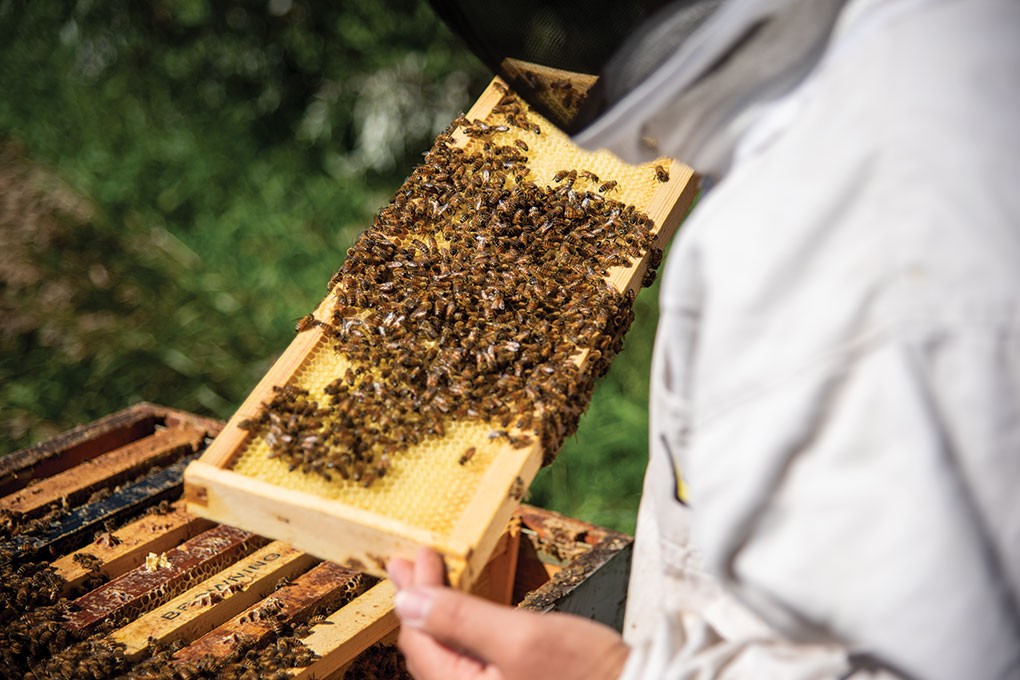 “Beekeepers work at supporting good habitats and good nutrition for the bees, so the honey bees can overcome the stressors they face today and produce honey—as well as do the pollination work for other plants,” says Danielle Downey, Executive Director of Project Apis m.
