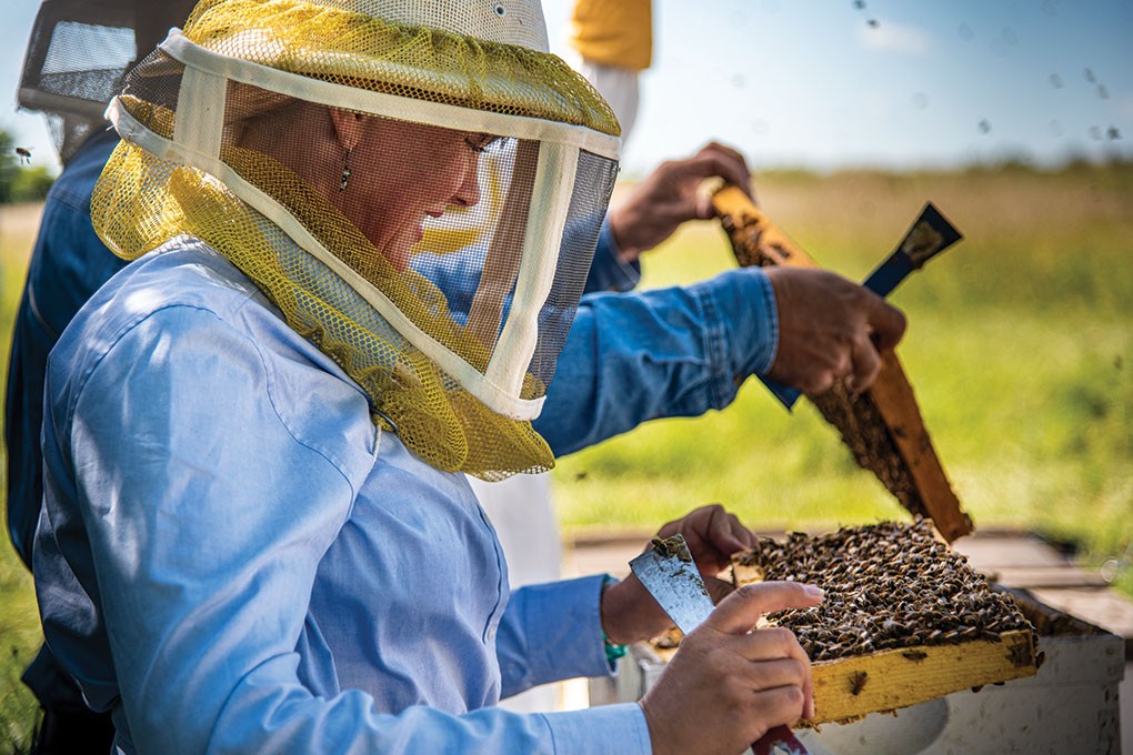 Picture for Celebrating Beekeeping