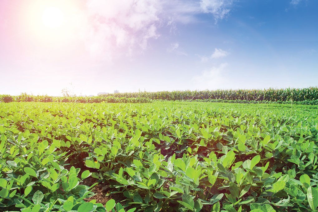 Peanuts use less water than any other nut.