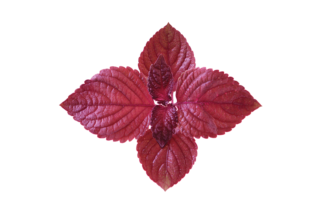 Picture for Red Shiso Leaf