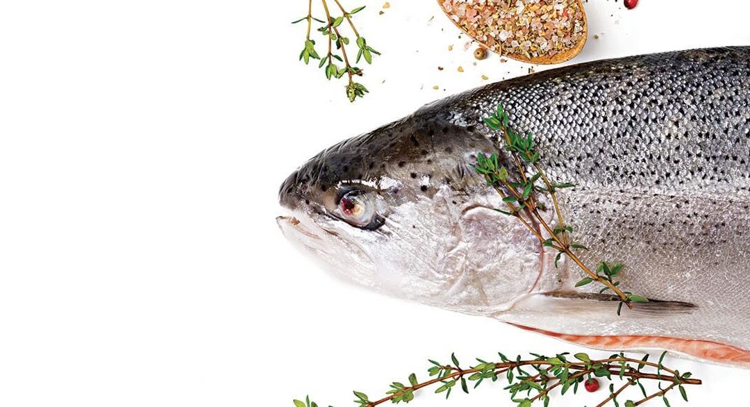 The Salmon Family: A Primer