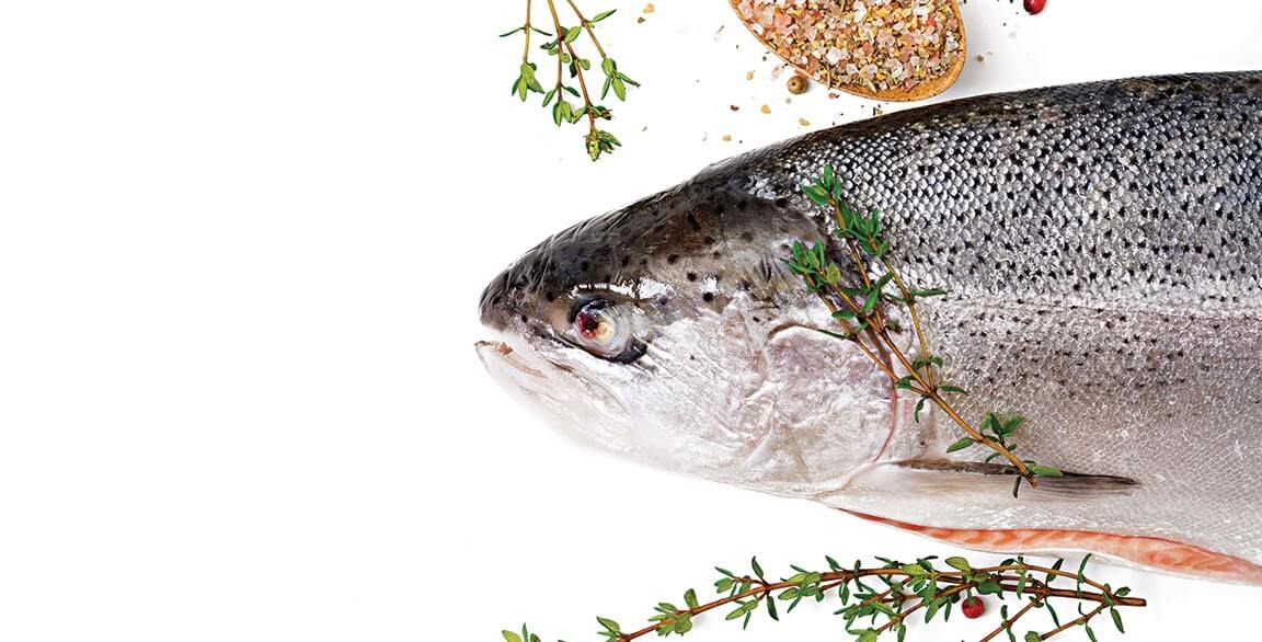 The Salmon Family: A Primer