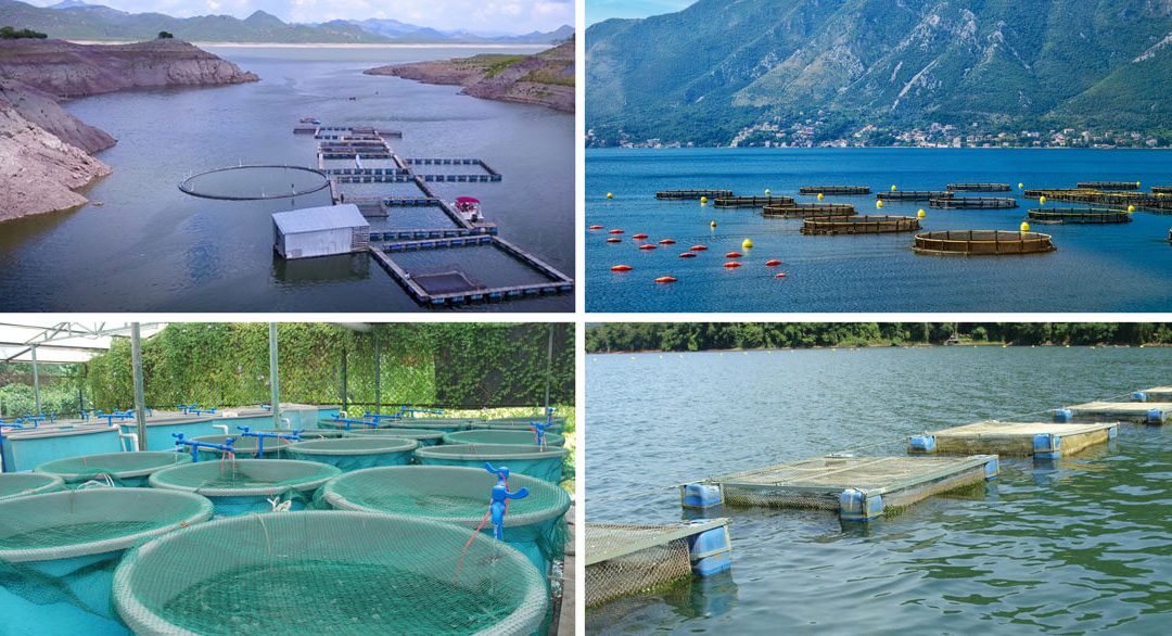 Sustainable Seafood: An Ambassador for Change