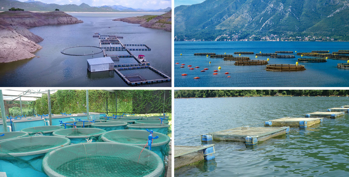Sustainable Seafood: An Ambassador for Change