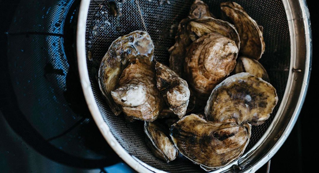 A Love Letter to Oysters